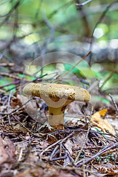 Mushroom Paxillus involutus