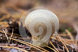 Mushroom pear-shaped puffball (Lycoperdon pyriforme), gray - white grows in forest