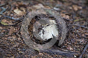 Mushroom peeking out of the ground