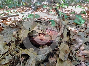 A mushroom peeks out of the fallen autumn leaves.