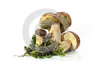 Mushroom penny bun (Boletus edulis)