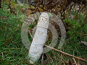 Mushroom Phallus impudicus