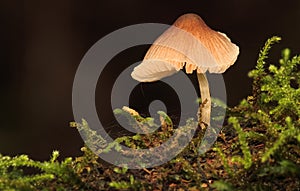 A mushroom photographed in the jungle of Misiones, Argentina
