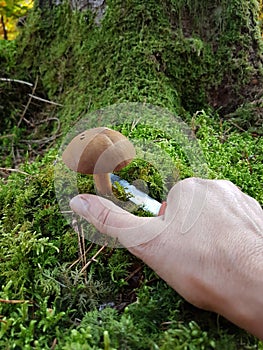 Mushroom picker in the forest cutting a bay boletus