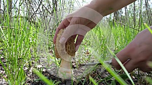 The mushroom picker found the morchella esculenta mushroom