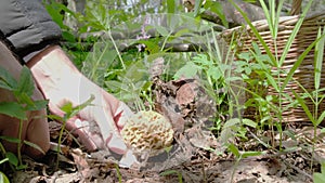 The mushroom picker found the morchella esculenta mushroom, cut it off and put it in a basket.