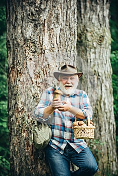 Mushroom picker. Happy Grandfather - summer and hobbies. Old man walking. Grandpa Pensioner. Senior hiking in forest.