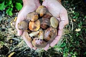 The mushroom picker holds the collected porcini in his hands.