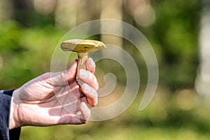 Mushroom picker with a mushroom in autumn
