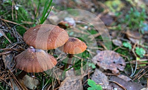 Mushroom picking. Collecting mushrooms in the forest in autumn in nature. Dissimilar mushroom grows. russula emetica, mushroom wit