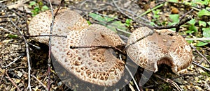 Mushroom picking. Edible forest mushrooms, grow in the grass. Mushroom Day