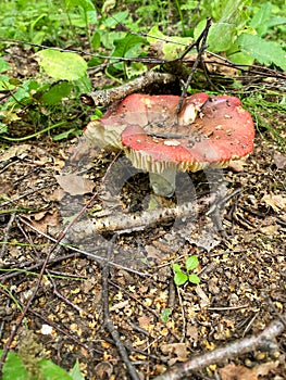 Mushroom picking. Edible forest mushrooms, grow in the grass. Mushroom Day