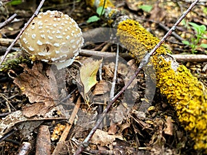 Mushroom picking. Edible forest mushrooms, grow in the grass. Mushroom Day