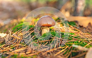 Mushroom picking in the forest. Selective focus.