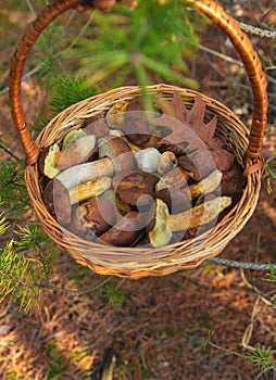 Mushroom picking in the forest. Selective focus.