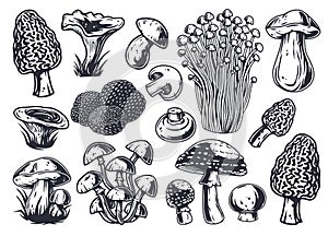 Mushroom picking. Mushrooms, fungus or fungi set