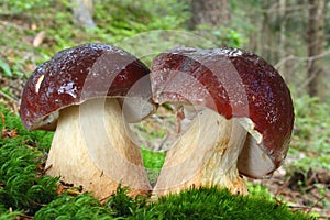 Mushroom pine bolete in moss