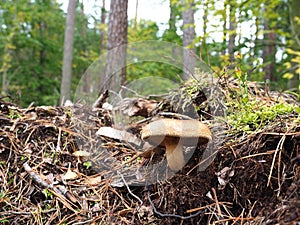 an unedible mushroom in the forest - Szczecin Poland photo
