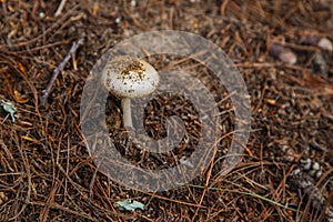 Mushroom in pineneedles