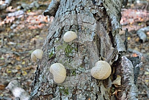 Mushroom Piptoporus betulinus 3 photo