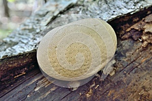 Mushroom Piptoporus betulinus 2 photo
