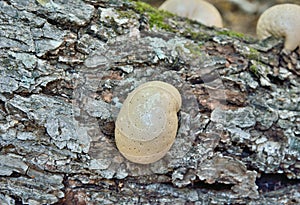 Mushroom Piptoporus betulinus 1 photo