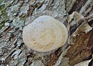 Mushroom Piptoporus betulinus 4 photo