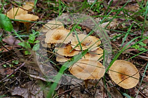 Mushroom plant growing in the forest