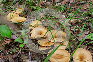 Mushroom plant growing in the forest