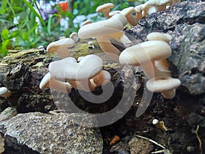 Mushroom plants usually grow during the rainy season