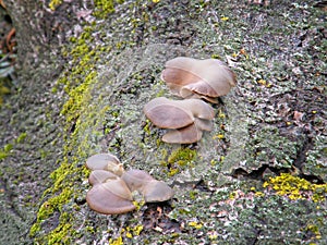 Mushroom Pleurotus ostreatus.