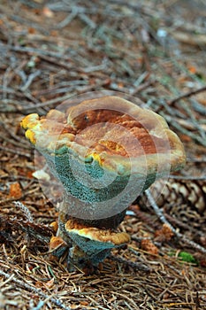 Mushroom polyporus photo