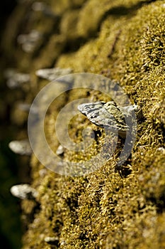 Mushroom Polyporus