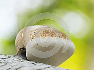Mushroom - Polyporus photo