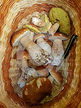 Mushroom porcini Boletus in the wooden basket