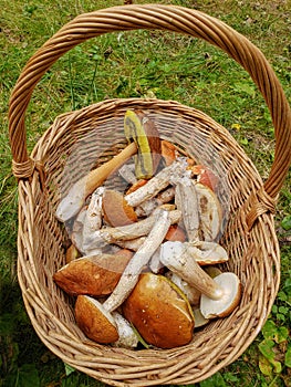 Mushroom porcini Boletus in the wooden basket