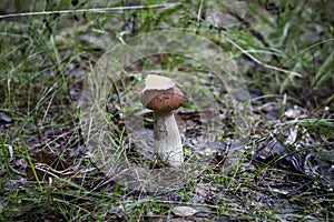 Mushroom porcini on moss in forest.
