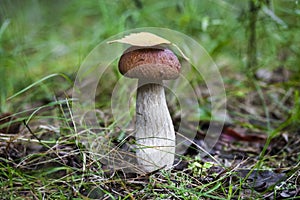 Mushroom porcini on moss in forest.