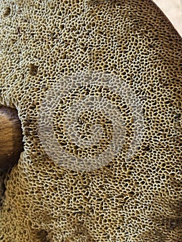 Mushroom pores texture