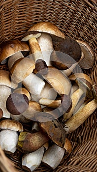 Mushroom portrait background - Top view of many different porcini mushrooms, Boletus edulis king bolete,  Neoboletus erythropus