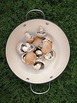 Mushroom on a pot