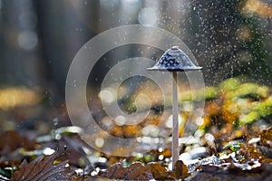 Mushroom in rain