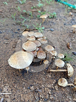 Mushroom on rainy days in Java
