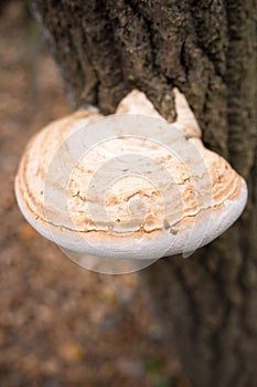 Mushroom raised on tree trunk