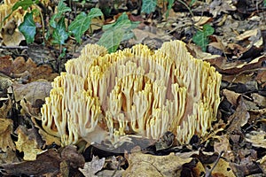 Mushroom ramaria aurea