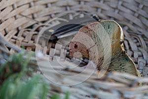 Mushroom and razor in wicker basket