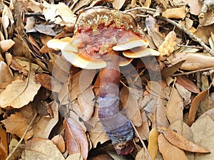 Mushroom red-brown Lacquered bracket or Ganoderma lucidum