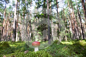 Mushroom with red cap. Russula grows in the forest. Beautiful landscape in the forest in the morning