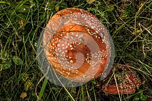 Mushroom red fly agaric Amanita muscaria in natural environment in the forest in the grass