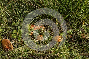 Mushroom red fly agaric Amanita muscaria in natural environment in the forest in the grass